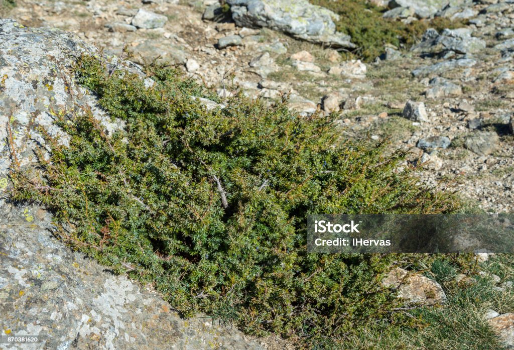 ทั่วไป Juniper, Juniperus communis subsp. อัลไพน์ - ไม่มีค่าลิขสิทธิ์ Bushland ภาพสต็อก