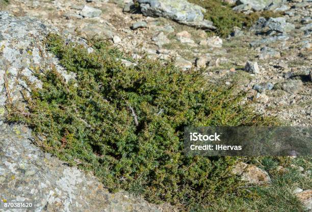 ทั่วไป Juniper Juniperus Communis Subsp อัลไพน์ ภาพสต็อก - ดาวน์โหลดรูปภาพตอนนี้ - Bushland, Flora Family, Guadarrama Mountains