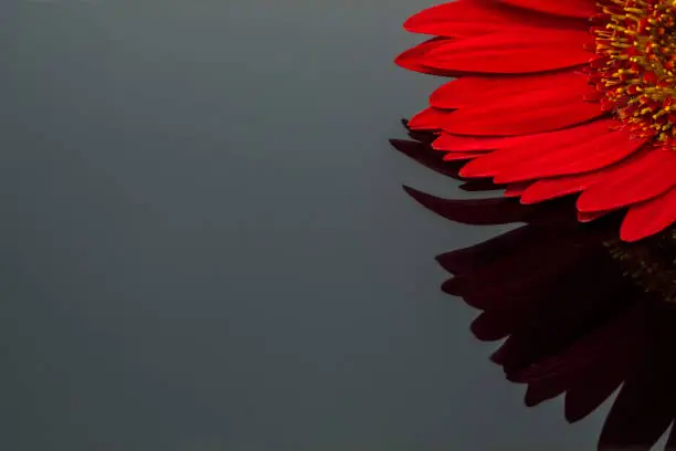 blooming red flower isolated on dark background with its reflection on the surface
