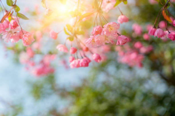 Flower, Blossom, Cherry Blossom, Cherry, Vegetable Garden