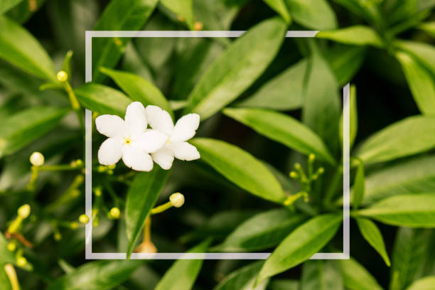 istock close-up white flower on front with square frame and blurred green leaf background, nature textured 870391282