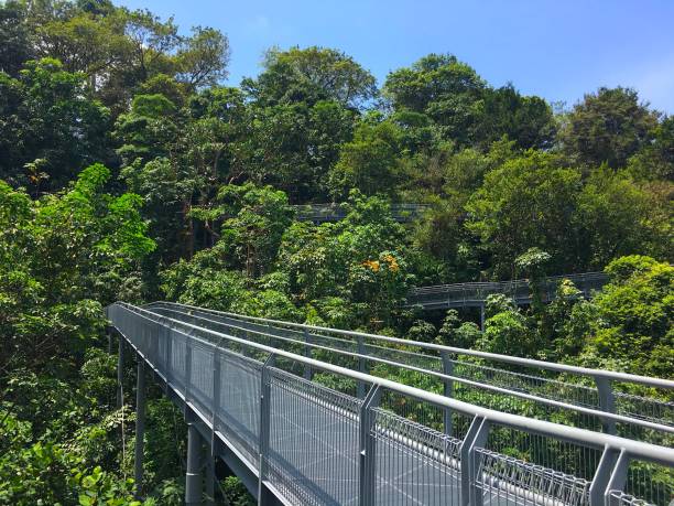 istock Tree top walk Southern Ridges trail in Singapore 870391626