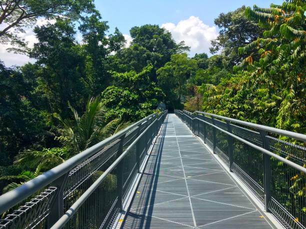 istock Tree top walk Southern Ridges trail in Singapore 870391690