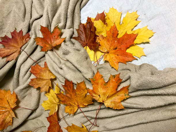 istock the Orange autumn leaves 870391762