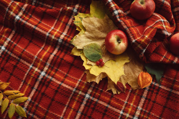Cosy warm blanket. Autumn apples and fall leaves background