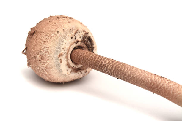 the parasol mushroom, macrolepiota procera\