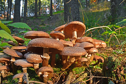 armillaria ostoyae solidipes mushroom cluster in the forest
