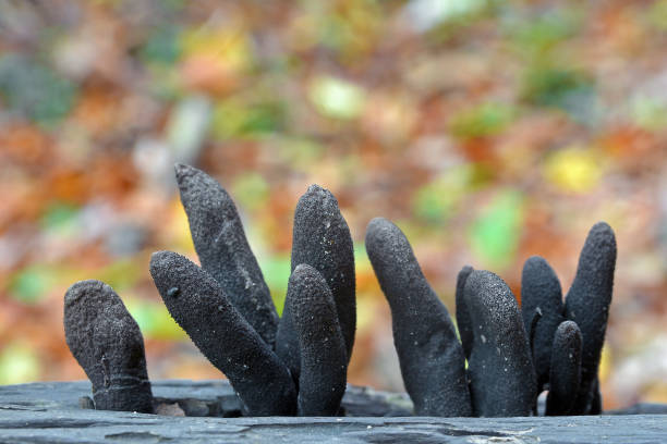 fungo di xylaria polymorpha - xylaria foto e immagini stock