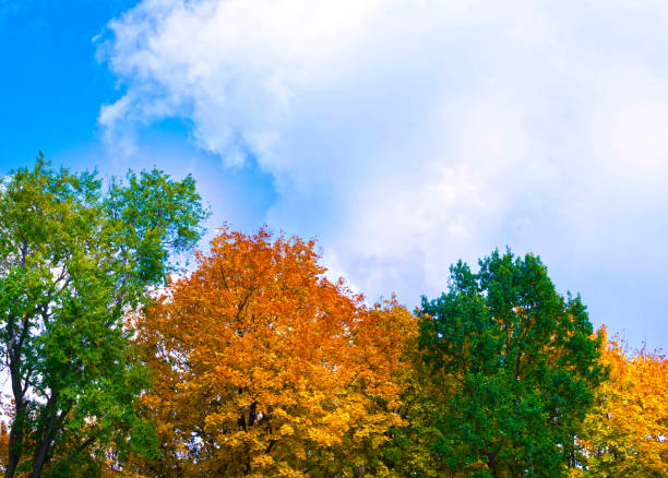Autumn photo of abstract park with orange leaves