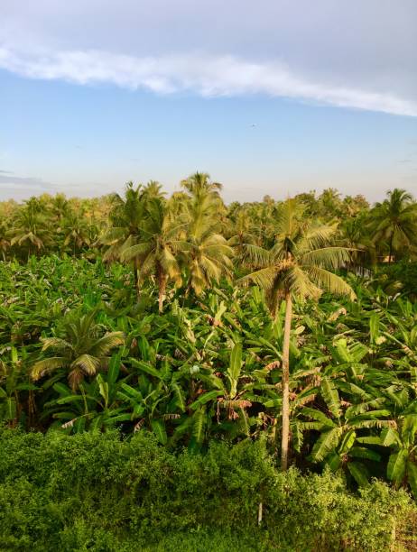 istock Banana field farm surrounded by coconut trees 870395408
