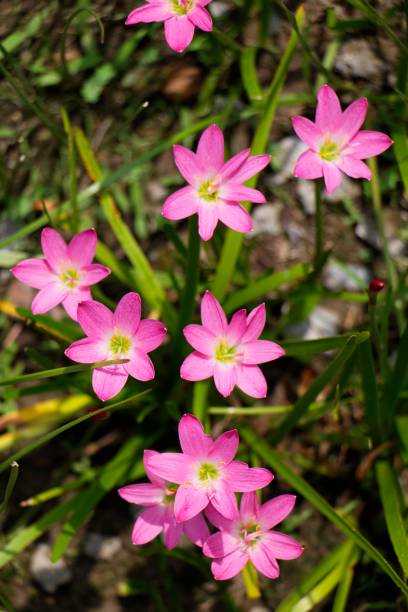 istock Zephyranthes rosea Lindl. 870397740
