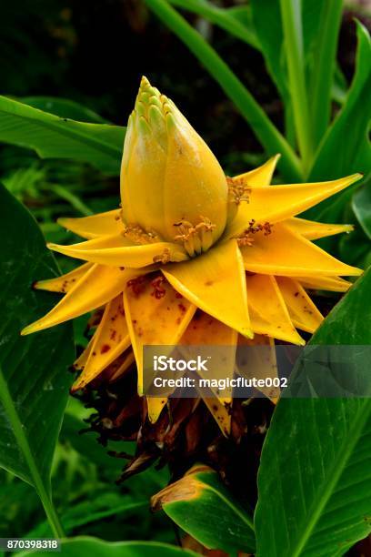 Ensete Lasiocarpum Pisang Teratai Emas Foto Stok - Unduh Gambar Sekarang - Agustus, Bunga, Ensete lasiocarpum