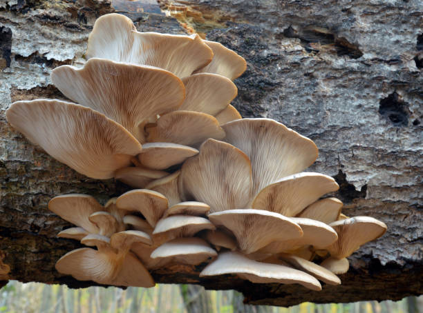 pleurotus ostreatus pilz - edible mushroom mushroom fungus colony stock-fotos und bilder