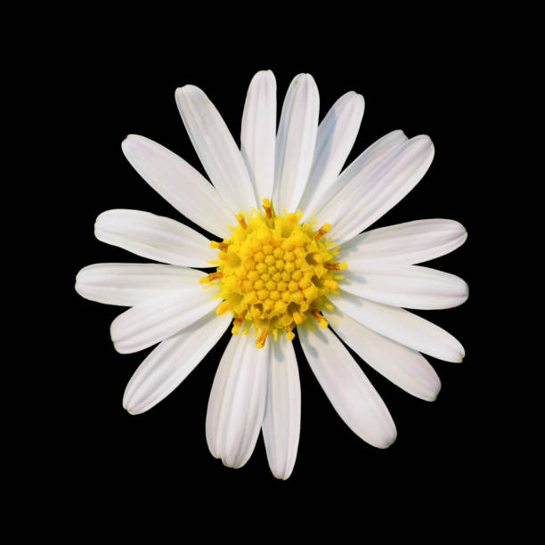 istock Close up white daisy flower 870399386