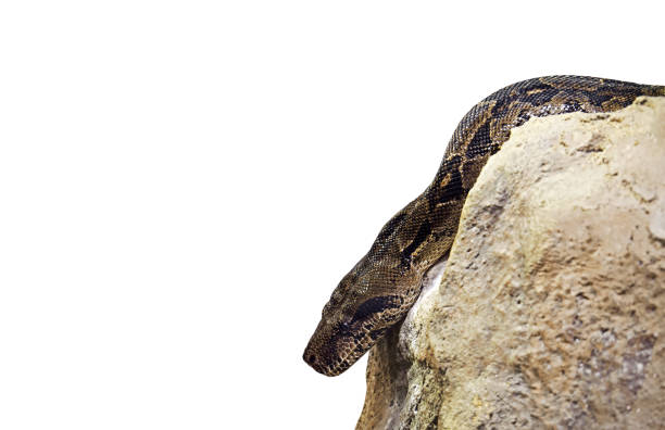 An orange snake looking up left cautiously