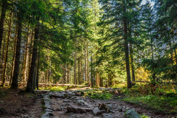 istock Cold forest in Tatra mountains at sunrise in autumn 870402030
