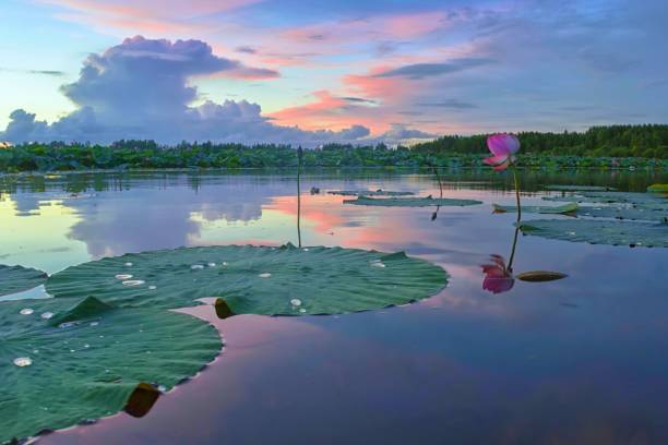 coucher de soleil sur l’étang de lotus - pond water lily water drop photos et images de collection
