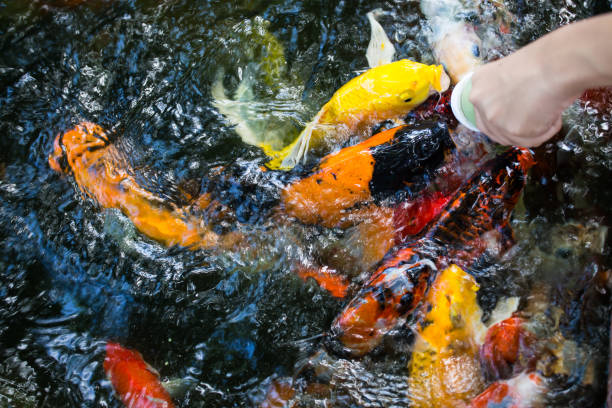 istock Feeding crayfish in the pond 870402640