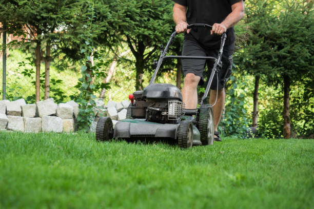 The lawn is mown with the lawn mower stock photo