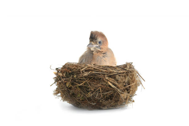 istock baby bird  jay in a nest 870402904