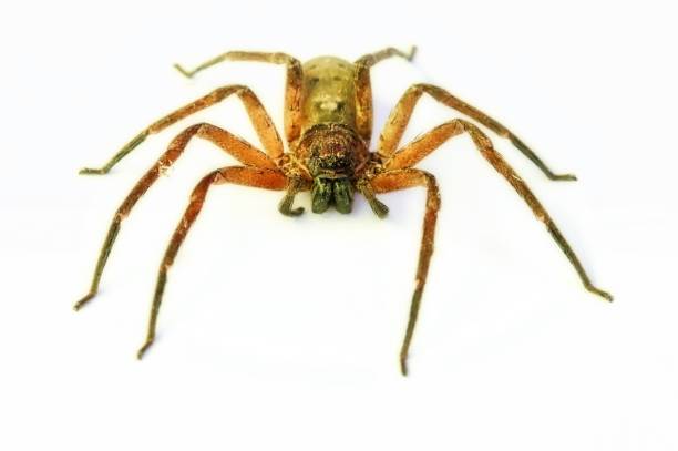 istock Huntsman Spider In Australia 870408222