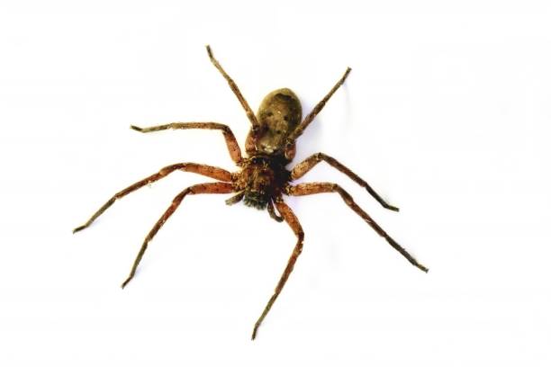 huntsman spider in australia - white animal eye arachnid australia imagens e fotografias de stock