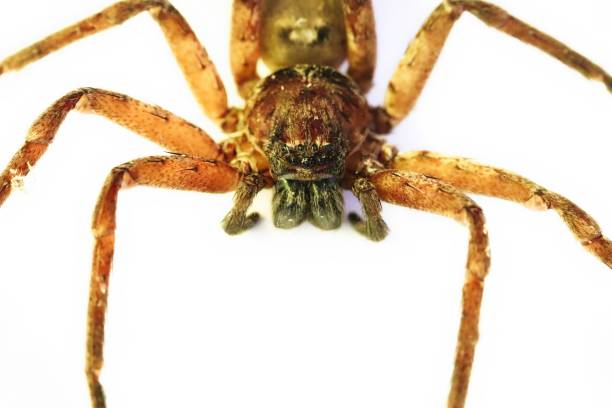 huntsman spider in australia - white animal eye arachnid australia imagens e fotografias de stock