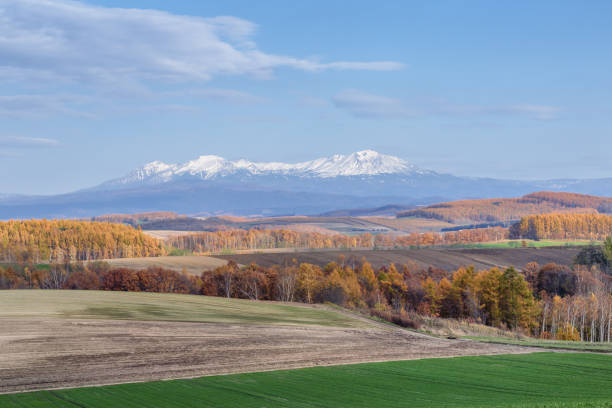 istock Biei in autumn 870408360
