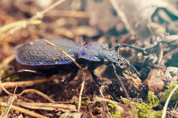istock Carabus intricatus 870408756