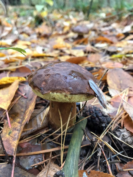 istock mushrooms in the forest 870408806