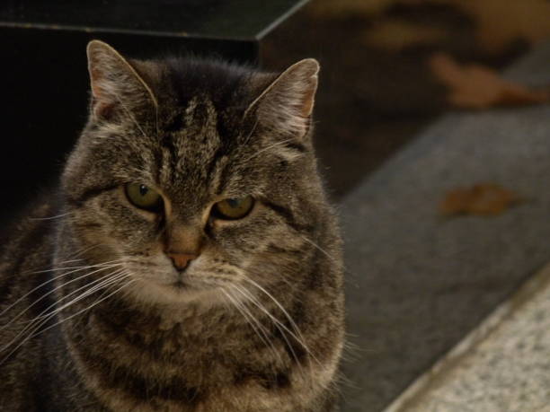 istock Cat, cemetery of Montmartre, Paris 870408812