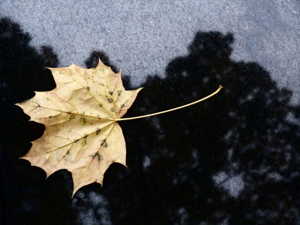 dead leaf and reflections, cemetery of montmartre, paris - cemetery montmartre paris france france imagens e fotografias de stock