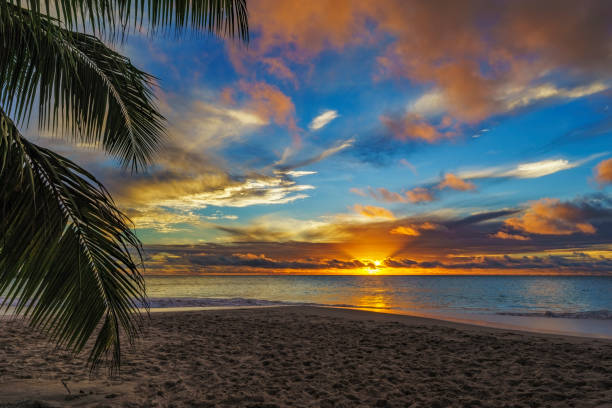 istock looking through palm leaf at sunset at anse georgette,praslin,seychelles 8 870412400