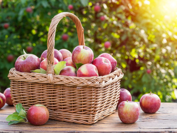 istock Ripe red apples in the basket on the table. 870412738
