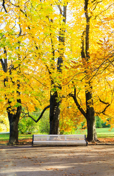 istock Large white bench under tall trees in autumn 870412746