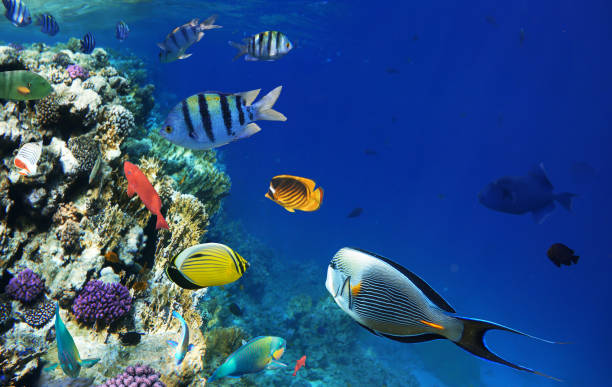 istock Colorful coral reef fishes. 870413210