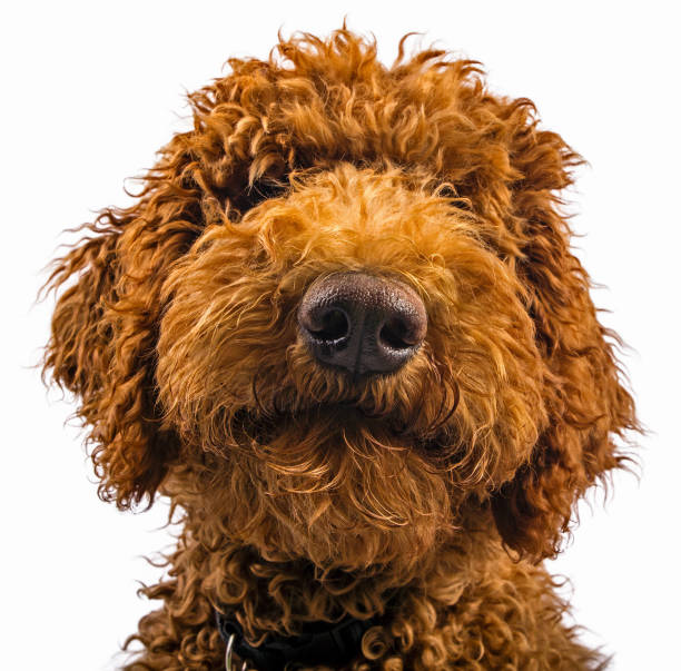 istock Red Brown Labradoodle Puppy Closeup Face on White Background 870416072