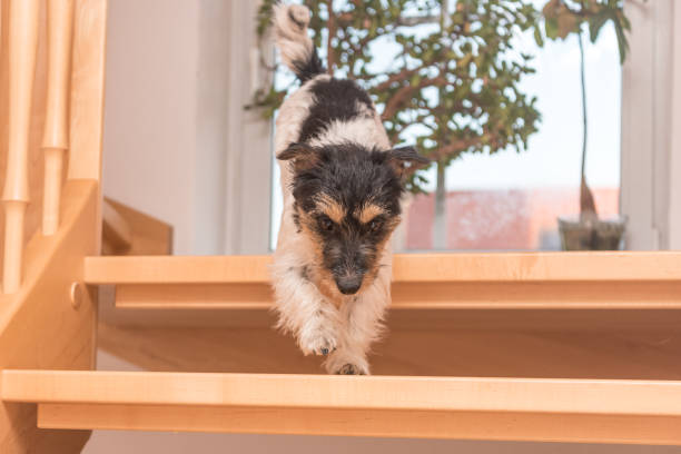 istock Dog is running down stairs - Jack Russell Terrier 870419244