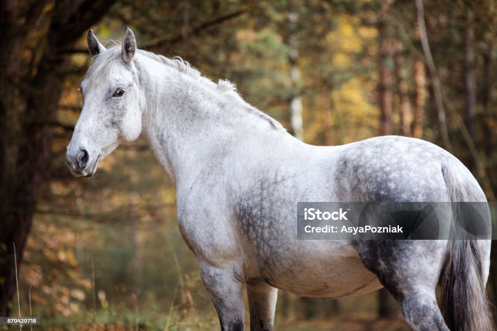 Portrait of a beautiful arabian horse. Beautiful arabian horse posin in autumn forest. Horse Stock Photo