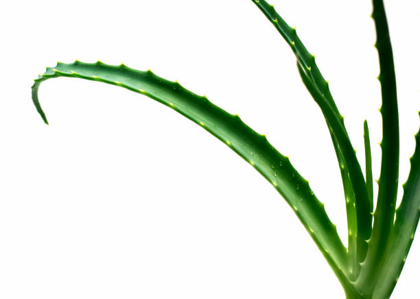istock aloe vera leaves 870422960