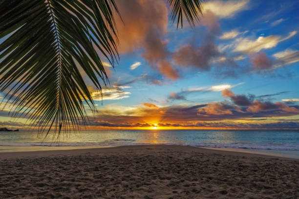 istock looking through palm leaf at sunset at anse georgette,praslin,seychelles 10 870423220