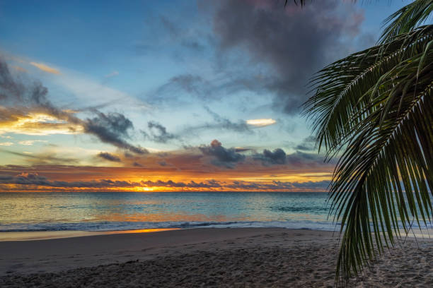 istock looking through palm leaf at sunset at anse georgette,praslin,seychelles 26 870423650