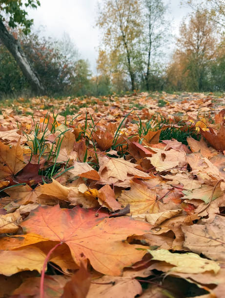 istock yellow leaves in the autumn forest 870423834