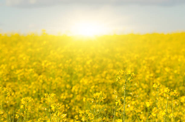 istock Bright yellow canola field under blue sky summer day 870426304