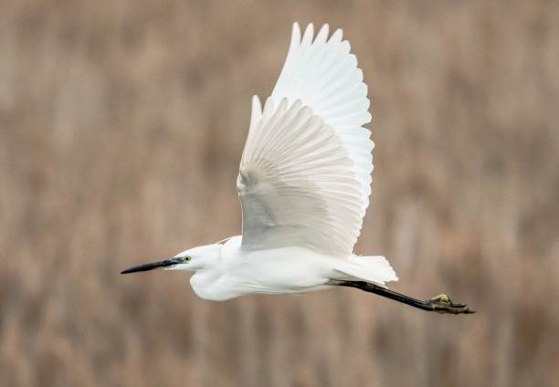 istock little egret bird in flight flying 870426878