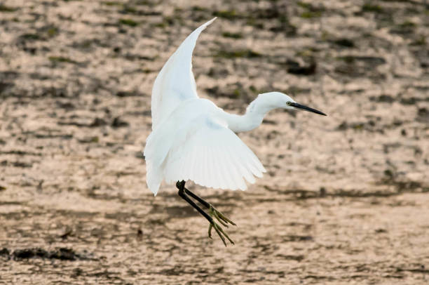 istock little egret bird in flight flying coming in landing 870426956