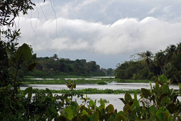 Orinoco River Orinoco River, Venezuela delta amacuro stock pictures, royalty-free photos & images