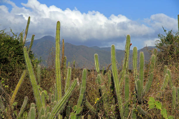 istock Cactus, Margarita Island, Venezuela 870430392