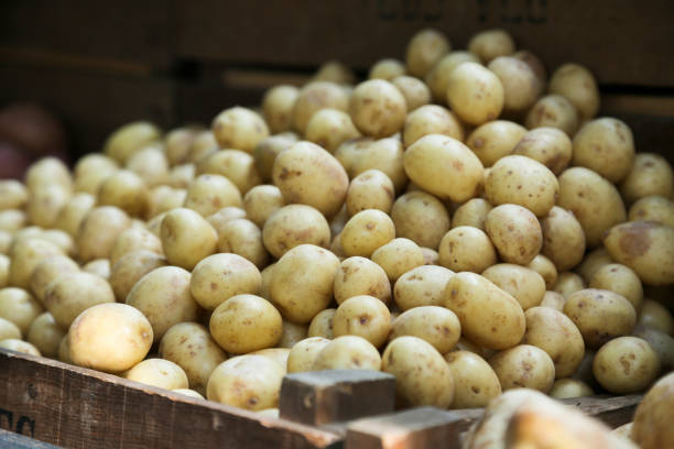 bébé de pommes de terre - raw potato organic rustic bag photos et images de collection