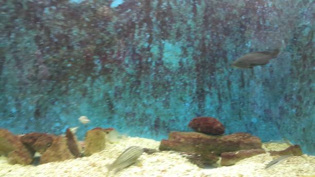 istock beautiful fishes 870430912